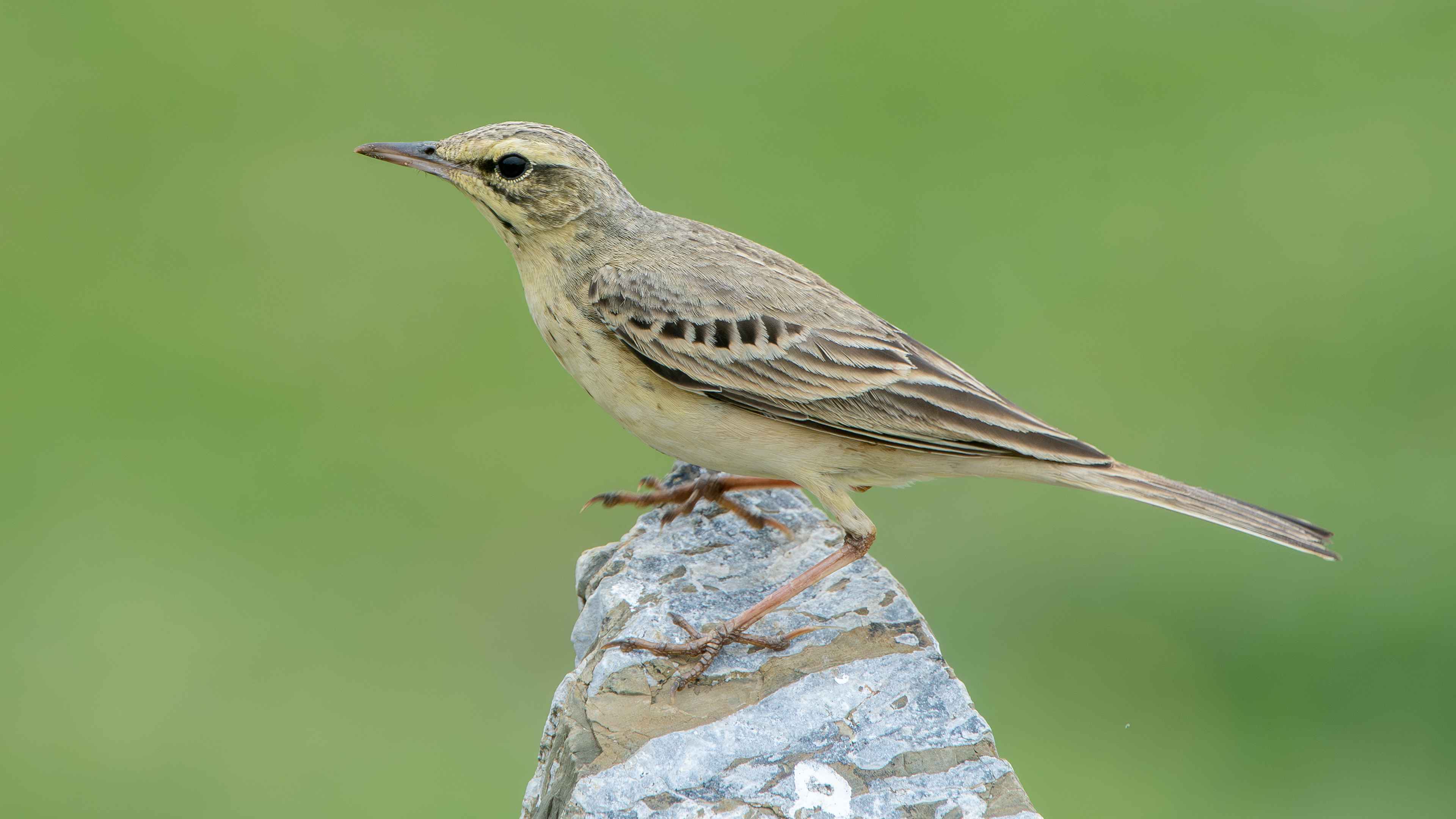 Tawny Pipit